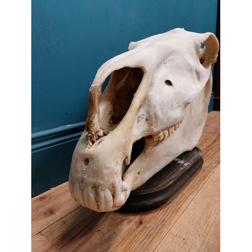 116 - Taxidermy model of Camel skull on wooden stand. {43 cm H x 60 cm W x 18 cm D}.