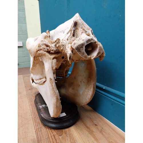 116 - Taxidermy model of Camel skull on wooden stand. {43 cm H x 60 cm W x 18 cm D}.