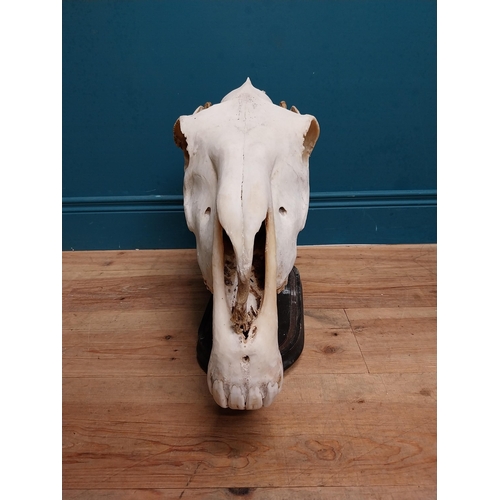 116 - Taxidermy model of Camel skull on wooden stand. {43 cm H x 60 cm W x 18 cm D}.