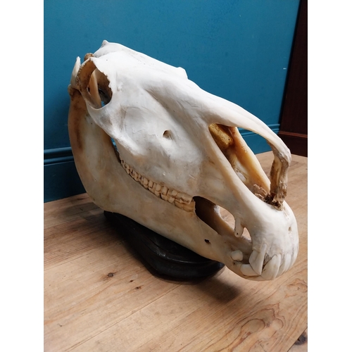 116 - Taxidermy model of Camel skull on wooden stand. {43 cm H x 60 cm W x 18 cm D}.