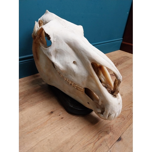 116 - Taxidermy model of Camel skull on wooden stand. {43 cm H x 60 cm W x 18 cm D}.