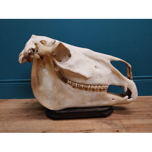 116 - Taxidermy model of Camel skull on wooden stand. {43 cm H x 60 cm W x 18 cm D}.