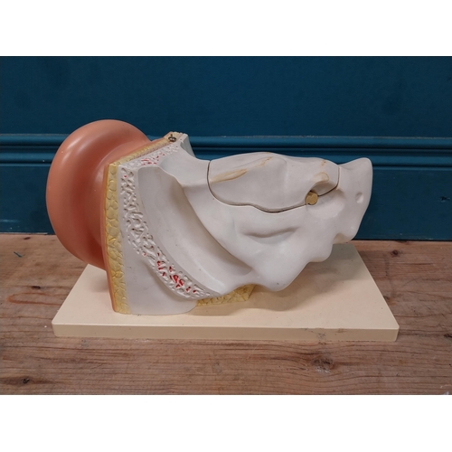 150 - Anatomical model of the Ear. {20 cm H x 35 cm W x 18 cm D}.