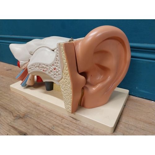 150 - Anatomical model of the Ear. {20 cm H x 35 cm W x 18 cm D}.