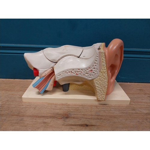 150 - Anatomical model of the Ear. {20 cm H x 35 cm W x 18 cm D}.