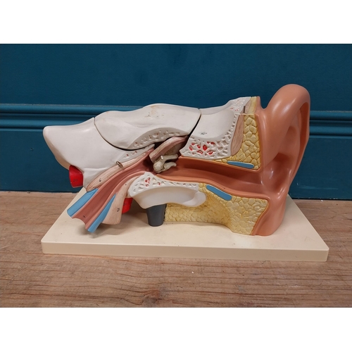 150 - Anatomical model of the Ear. {20 cm H x 35 cm W x 18 cm D}.