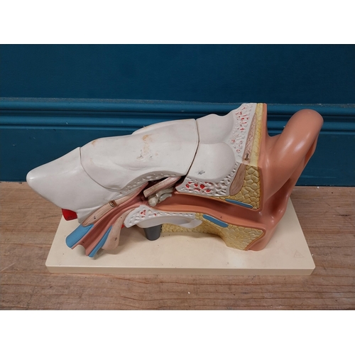 150 - Anatomical model of the Ear. {20 cm H x 35 cm W x 18 cm D}.