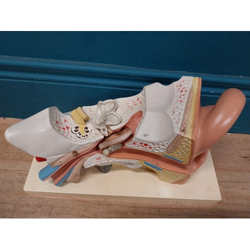 150 - Anatomical model of the Ear. {20 cm H x 35 cm W x 18 cm D}.