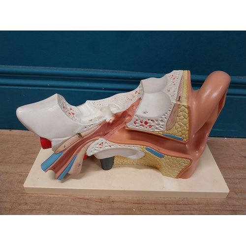 150 - Anatomical model of the Ear. {20 cm H x 35 cm W x 18 cm D}.