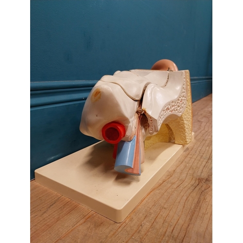 150 - Anatomical model of the Ear. {20 cm H x 35 cm W x 18 cm D}.