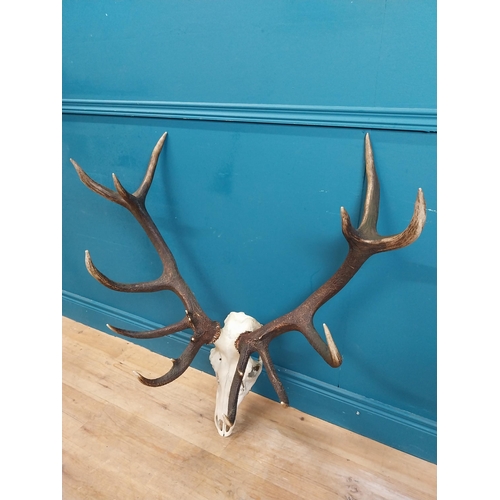 338 - Rare set of fourteen point Imperial stag antlers and skull. {94 cm H x 97 cm W x 46 cm D}.