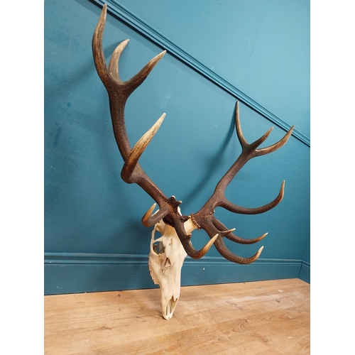 338 - Rare set of fourteen point Imperial stag antlers and skull. {94 cm H x 97 cm W x 46 cm D}.