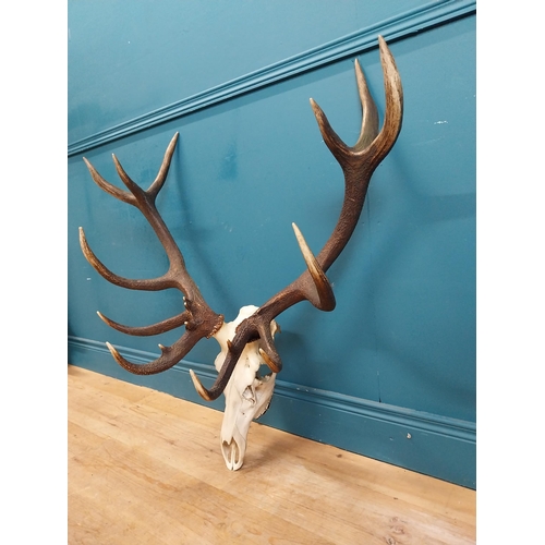 338 - Rare set of fourteen point Imperial stag antlers and skull. {94 cm H x 97 cm W x 46 cm D}.