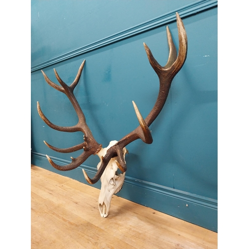 338 - Rare set of fourteen point Imperial stag antlers and skull. {94 cm H x 97 cm W x 46 cm D}.