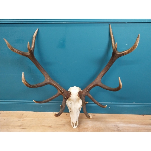 338 - Rare set of fourteen point Imperial stag antlers and skull. {94 cm H x 97 cm W x 46 cm D}.