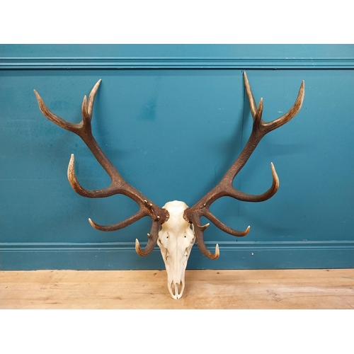 338 - Rare set of fourteen point Imperial stag antlers and skull. {94 cm H x 97 cm W x 46 cm D}.