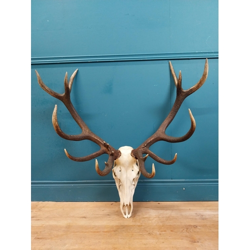 338 - Rare set of fourteen point Imperial stag antlers and skull. {94 cm H x 97 cm W x 46 cm D}.