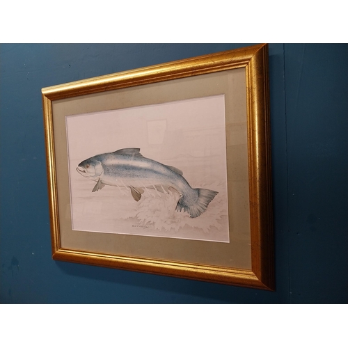 531 - Framed watercolour - The Atlantic Salmon B H P Keady. {57 cm H x 70 cm W}.