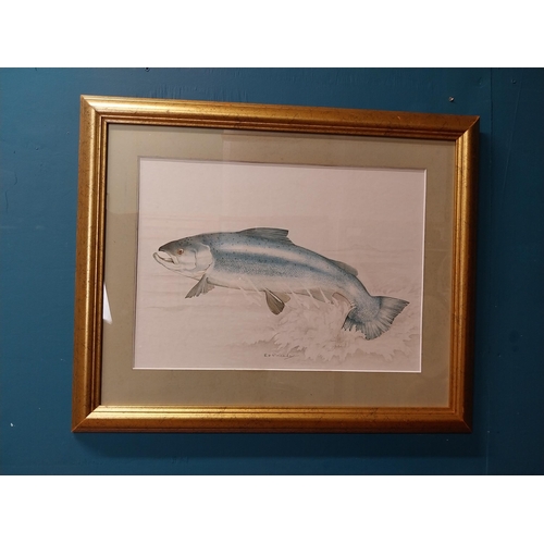 531 - Framed watercolour - The Atlantic Salmon B H P Keady. {57 cm H x 70 cm W}.