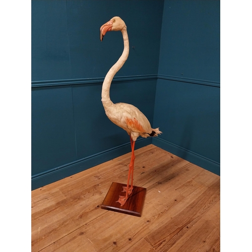 62 - 19th C. taxidermy flamingo {146cm H x 70cm W x 50cm D}