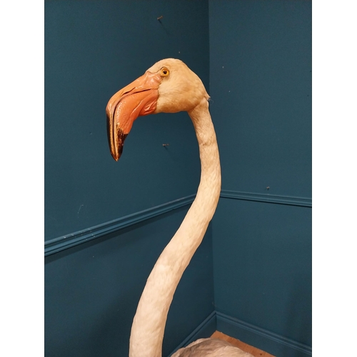 62 - 19th C. taxidermy flamingo {146cm H x 70cm W x 50cm D}