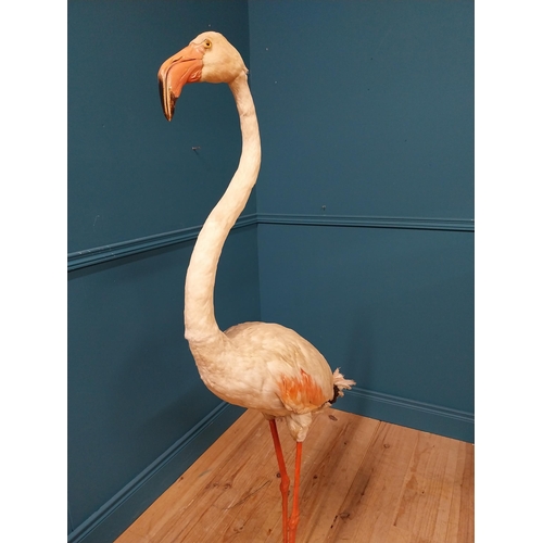 62 - 19th C. taxidermy flamingo {146cm H x 70cm W x 50cm D}