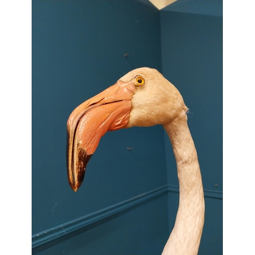 62 - 19th C. taxidermy flamingo {146cm H x 70cm W x 50cm D}