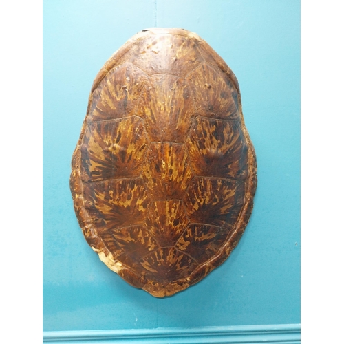 65 - Rare 19th C. turtle shell {54cm H x 37cm W x 19cm D}