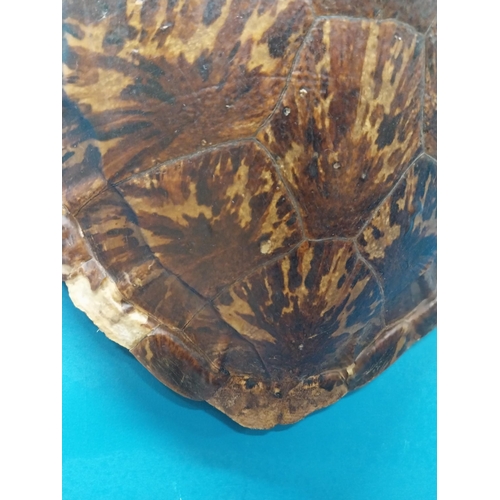 65 - Rare 19th C. turtle shell {54cm H x 37cm W x 19cm D}