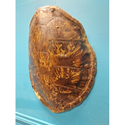 65 - Rare 19th C. turtle shell {54cm H x 37cm W x 19cm D}