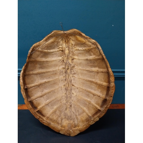 65 - Rare 19th C. turtle shell {54cm H x 37cm W x 19cm D}