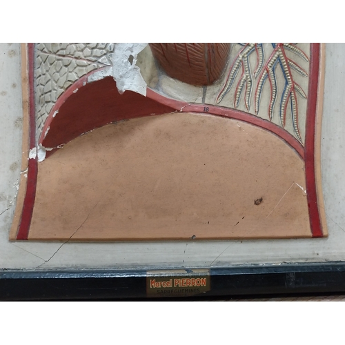 7 - Rare early 20th C. plaster diagram in wooden frame {54cm H x 37cm W x 4cm D}