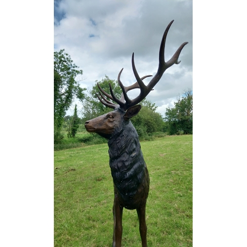 734 - Exceptional quality bronze statue of a majestic Stag {207 cm H x 165 cm W x 92 cm D}.