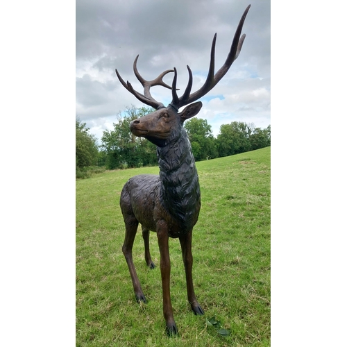 734 - Exceptional quality bronze statue of a majestic Stag {207 cm H x 165 cm W x 92 cm D}.