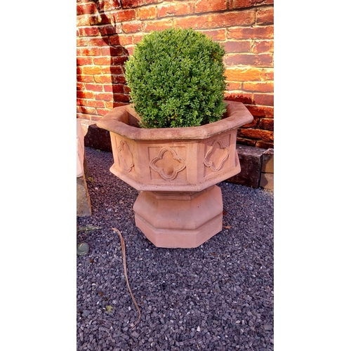 736 - Pair of good quality moulded terracotta planters in the Gothic style including box hedge plants {Ove... 