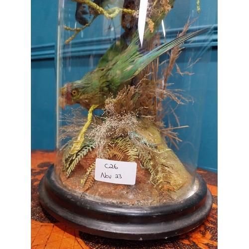 21 - 19th C. taxidermy Birds in glass dome. {57 cm H x 21 cm Dia.}.