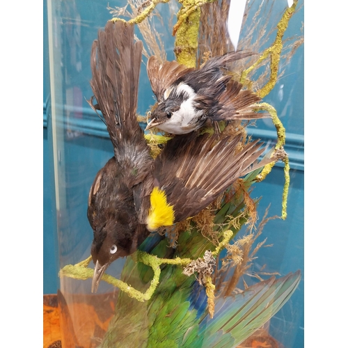 21 - 19th C. taxidermy Birds in glass dome. {57 cm H x 21 cm Dia.}.