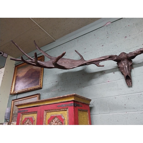 231 - Rare resin cast of original Irish elk Antlers and skull {118 cm H x 310 cm W x 105 cm D}.