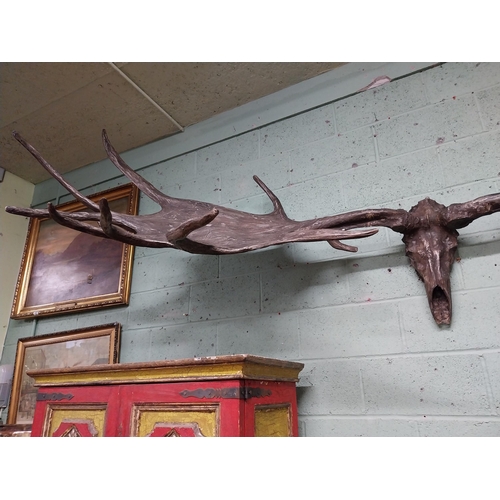 231 - Rare resin cast of original Irish elk Antlers and skull {118 cm H x 310 cm W x 105 cm D}.