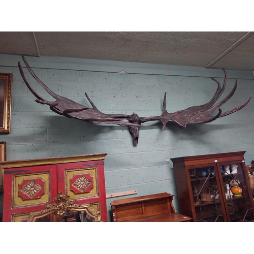 231 - Rare resin cast of original Irish elk Antlers and skull {118 cm H x 310 cm W x 105 cm D}.