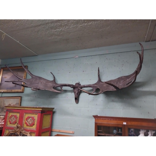 231 - Rare resin cast of original Irish elk Antlers and skull {118 cm H x 310 cm W x 105 cm D}.