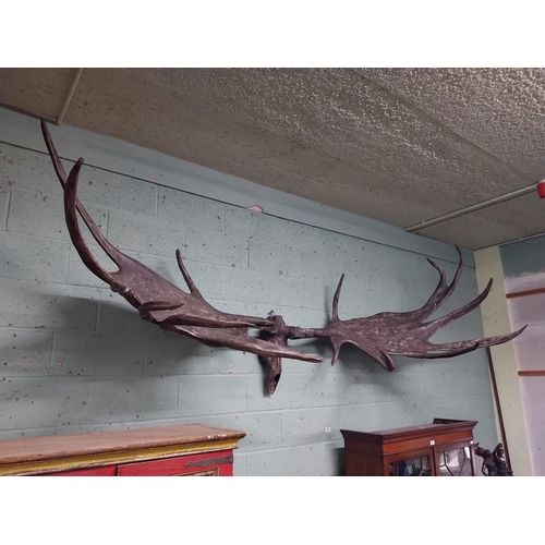 231 - Rare resin cast of original Irish elk Antlers and skull {118 cm H x 310 cm W x 105 cm D}.