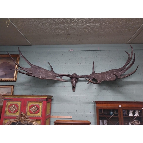 231 - Rare resin cast of original Irish elk Antlers and skull {118 cm H x 310 cm W x 105 cm D}.