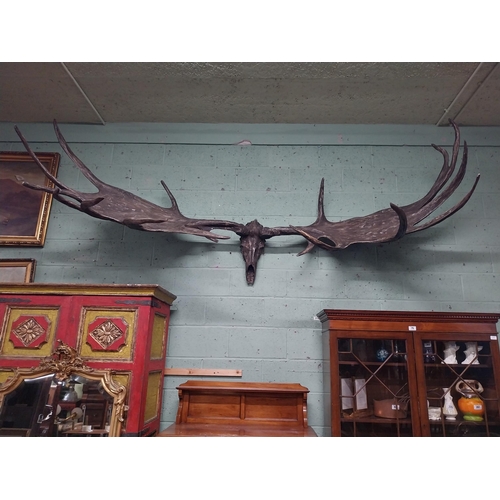 231 - Rare resin cast of original Irish elk Antlers and skull {118 cm H x 310 cm W x 105 cm D}.