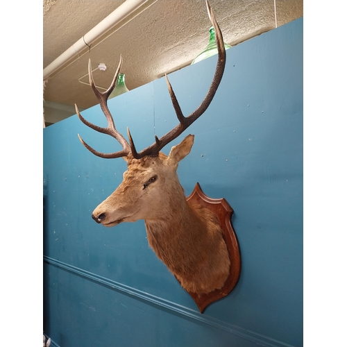 51 - Early 20th C. taxidermy Stags head mounted on oak plaque {140 cm H x 100 cm W x 70 cm D}.