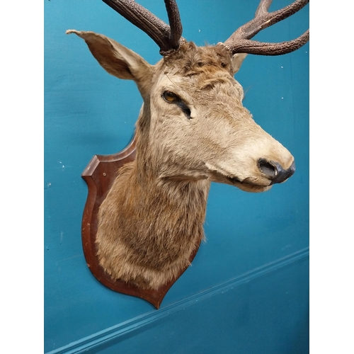 51 - Early 20th C. taxidermy Stags head mounted on oak plaque {140 cm H x 100 cm W x 70 cm D}.