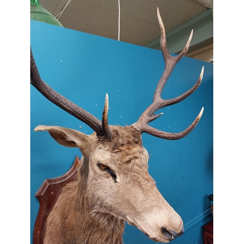 51 - Early 20th C. taxidermy Stags head mounted on oak plaque {140 cm H x 100 cm W x 70 cm D}.