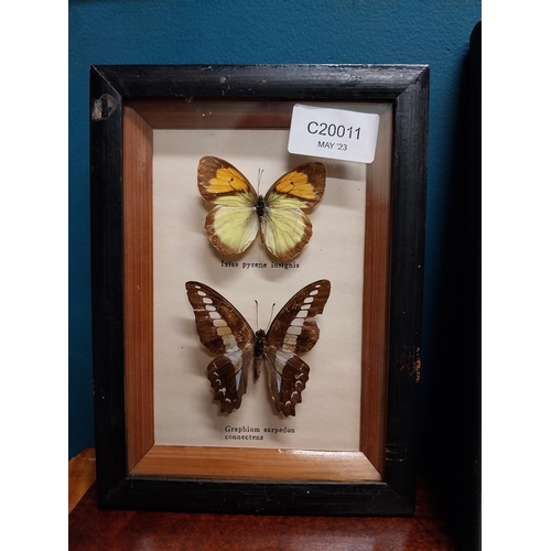 122A - Collection of Butterfly montagues. {  Largest 24cm H X 34cm W & Smallest 15cm H X 20cm W }.