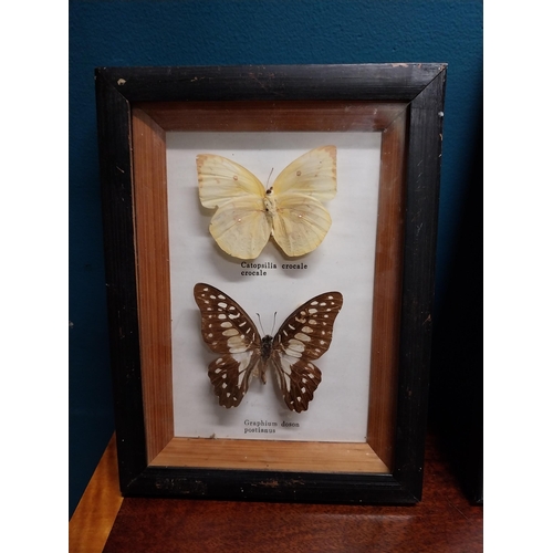 122A - Collection of Butterfly montagues. {  Largest 24cm H X 34cm W & Smallest 15cm H X 20cm W }.