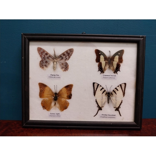 122A - Collection of Butterfly montagues. {  Largest 24cm H X 34cm W & Smallest 15cm H X 20cm W }.